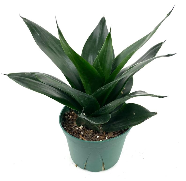Sansevieria Black Jade - View 19 from www redcrocus com