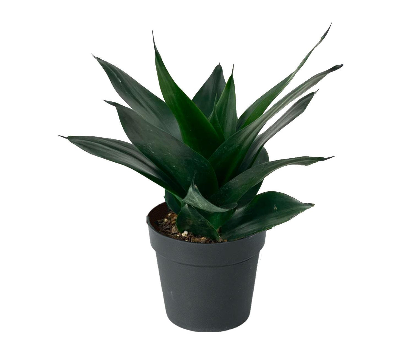 Sansevieria Black Jade - View 1 from www redcrocus com
