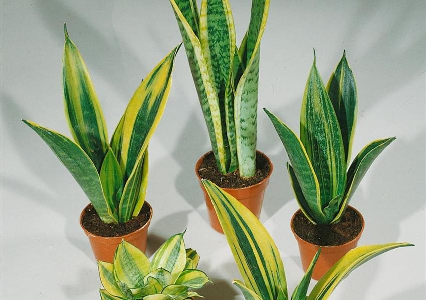 Sansevieria Black Jade - View 4 from www redcrocus com
