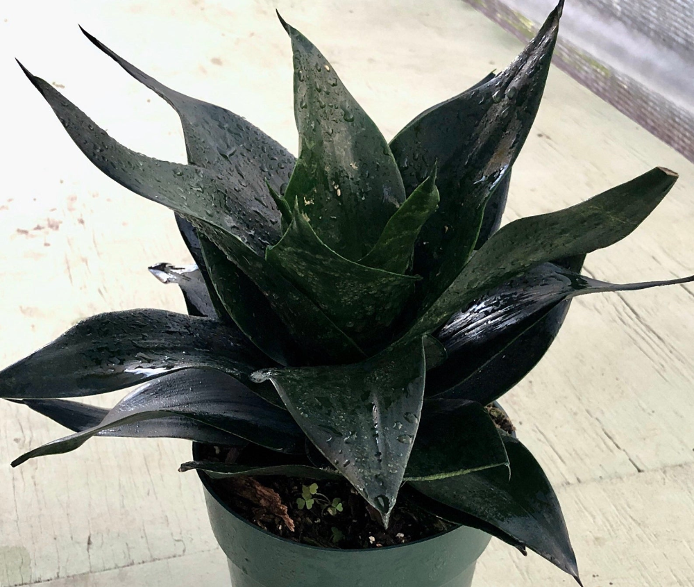 Sansevieria Black Jade - View 4 from www redcrocus com