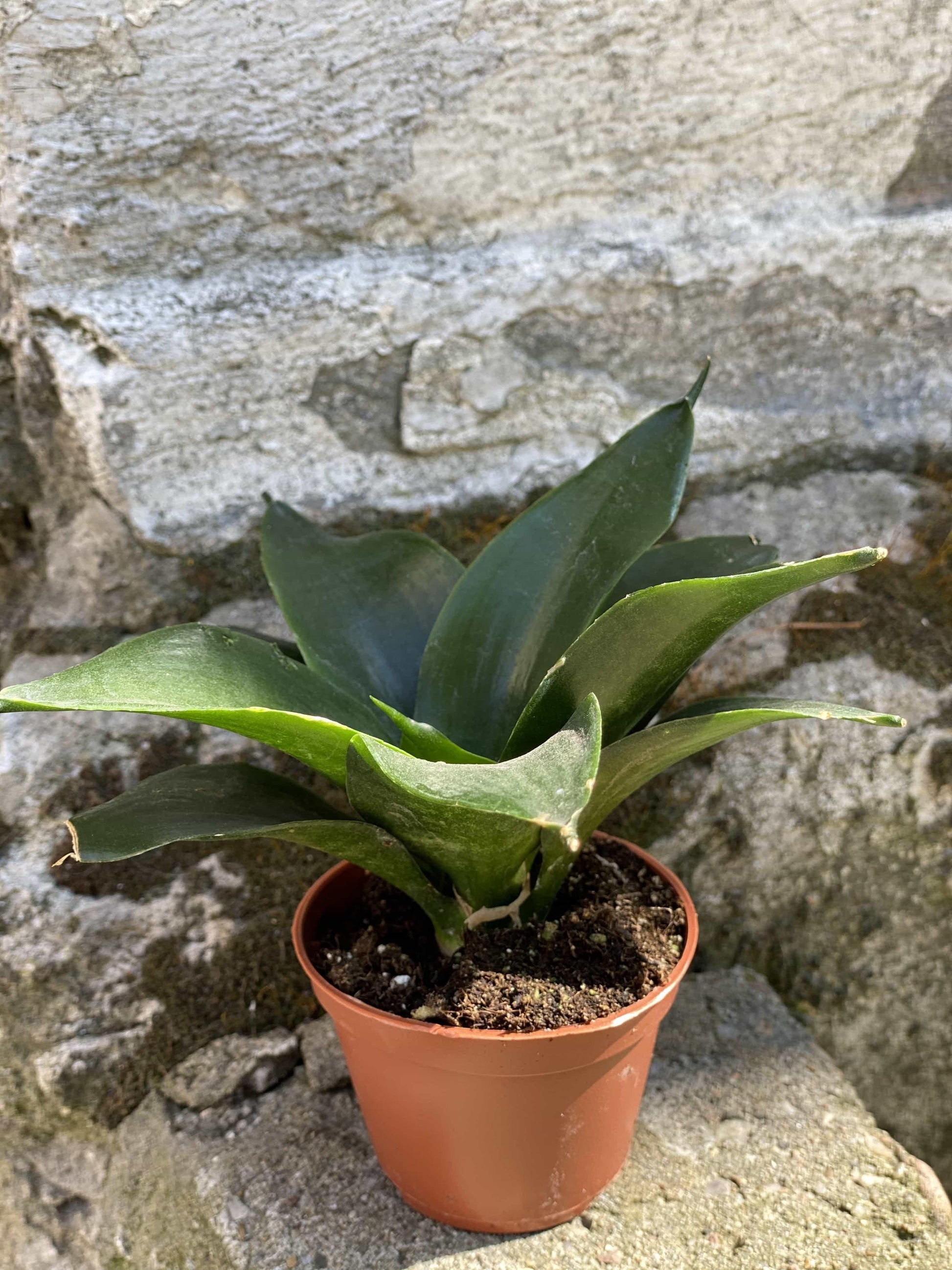 Sansevieria Black Jade - View 5 from www redcrocus com
