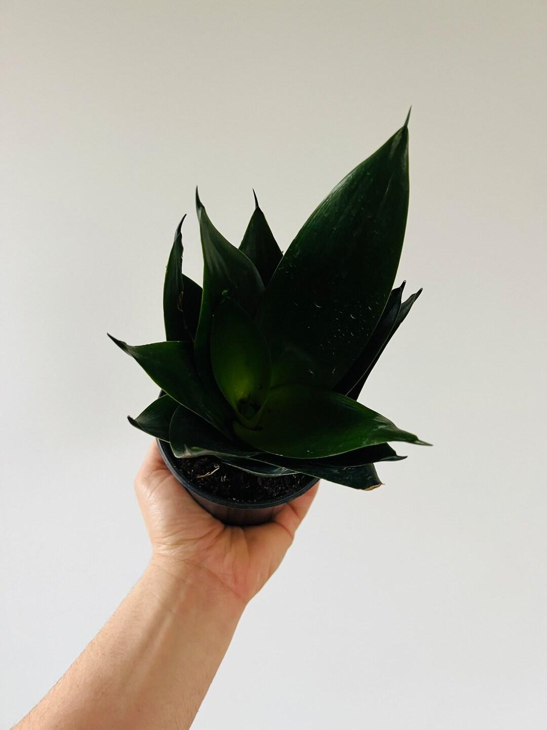 Sansevieria Black Jade - View 6 from www redcrocus com