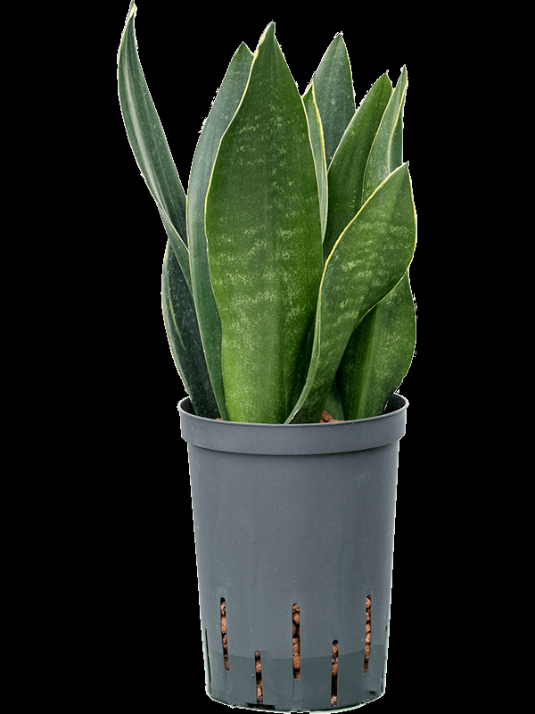 Sansevieria Black Jade - View 8 from www redcrocus com
