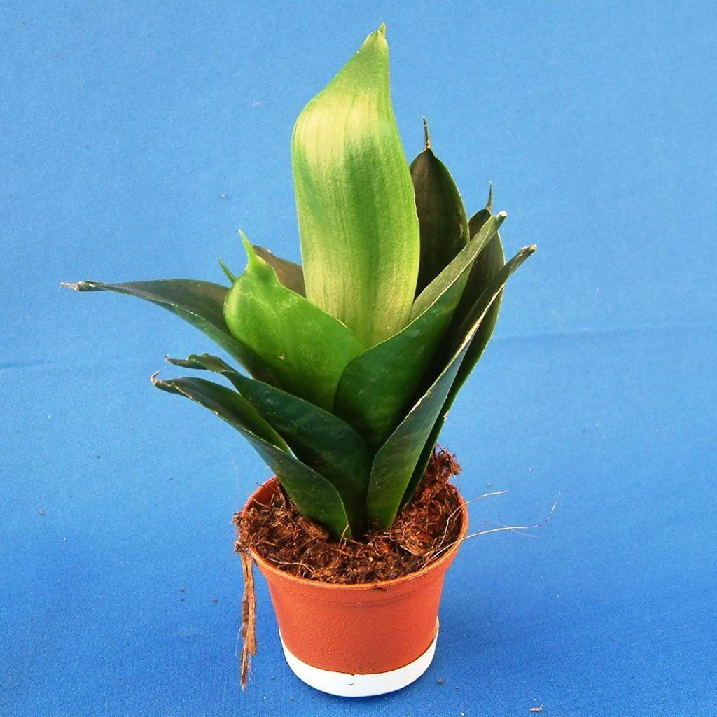 Sansevieria Black Jade - View 8 from www redcrocus com