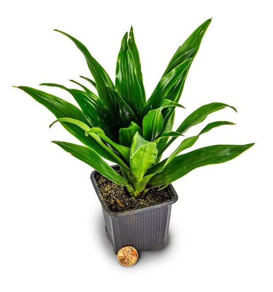 Dracaena Deremensis Janet Craig Compacta - View 10 from www redcrocus com