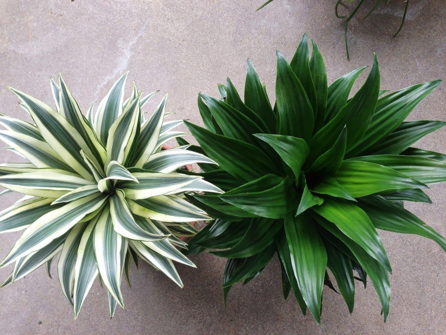 Dracaena Deremensis Janet Craig Compacta - View 11 from www redcrocus com