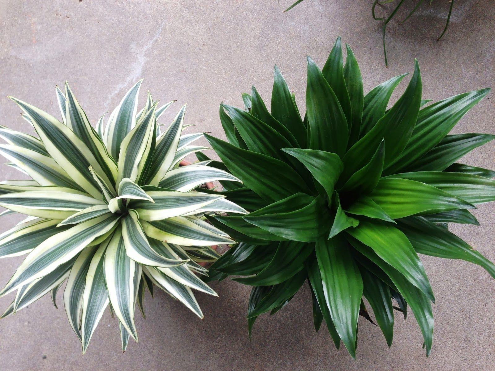 Dracaena Deremensis Janet Craig Compacta - View 11 from www redcrocus com