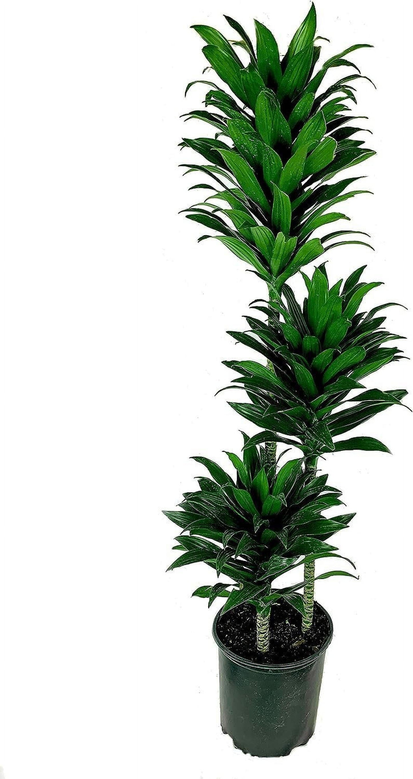 Dracaena Deremensis Janet Craig Compacta - View 2 from www redcrocus com