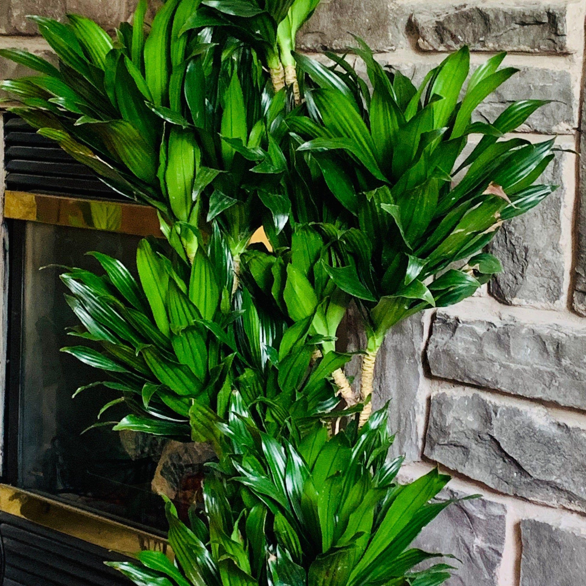 Dracaena Deremensis Janet Craig Compacta - View 4 from www redcrocus com