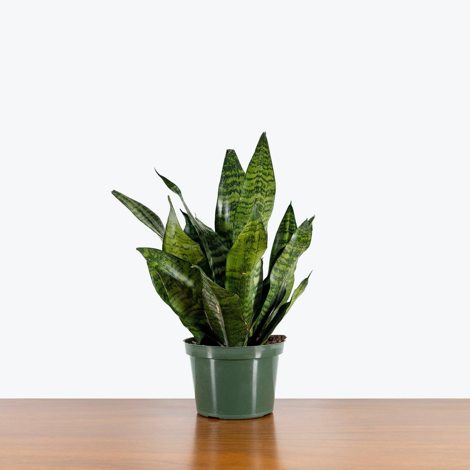 Sansevieria Futura Robusta - View 15 from www redcrocus com