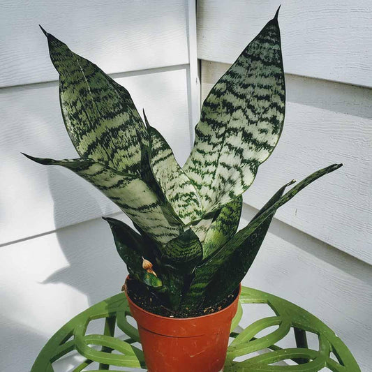 Sansevieria Futura Robusta - View 1 from www redcrocus com