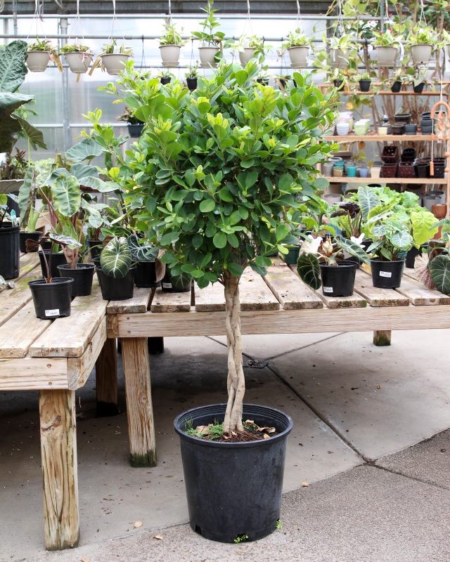 Ficus Benjamina 'danielle', Braid - View 13 from www redcrocus com