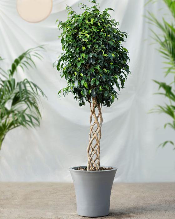 Ficus Benjamina 'danielle', Braid - View 14 from www redcrocus com