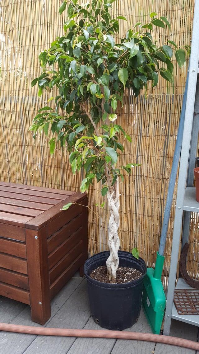 Ficus Benjamina 'danielle', Braid - View 20 from www redcrocus com