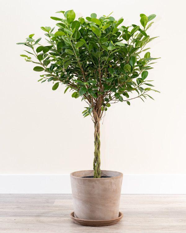 Ficus Benjamina 'danielle', Braid - View 23 from www redcrocus com