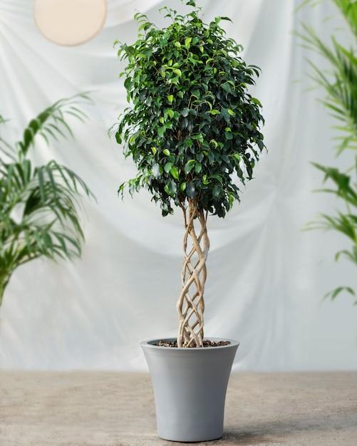 Ficus Benjamina 'danielle', Braid - View 31 from www redcrocus com