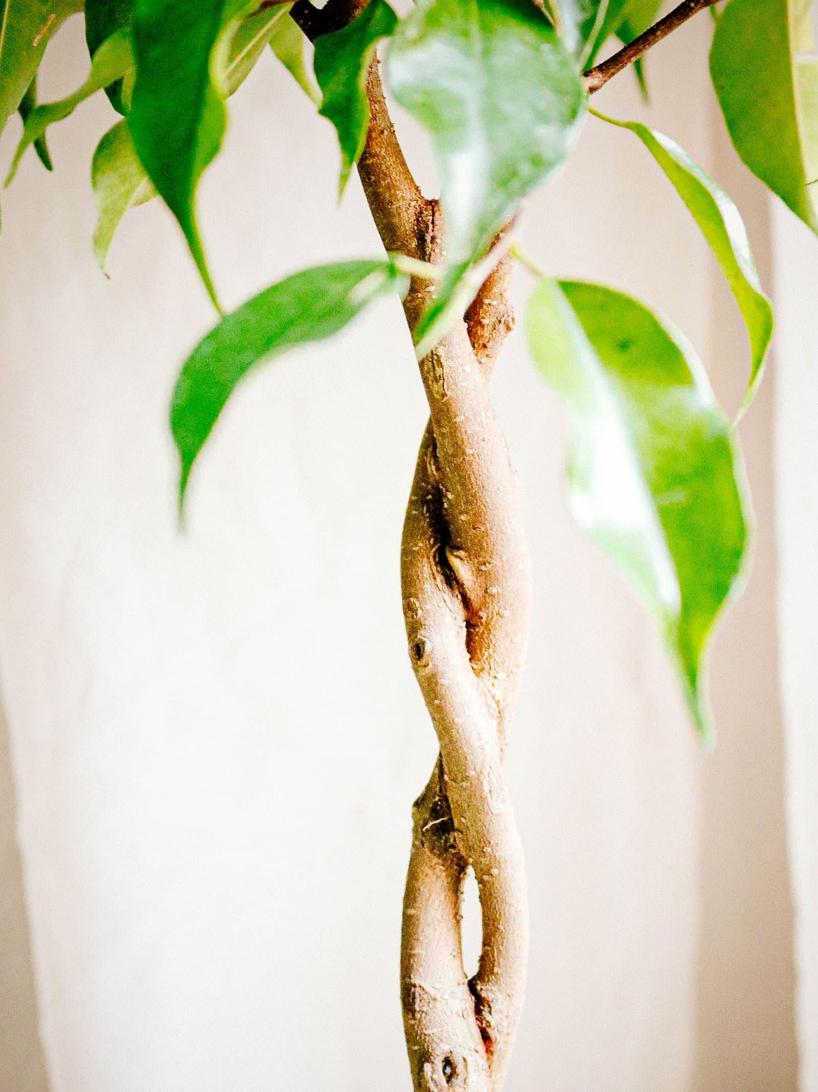 Ficus Benjamina 'danielle', Braid - View 36 from www redcrocus com