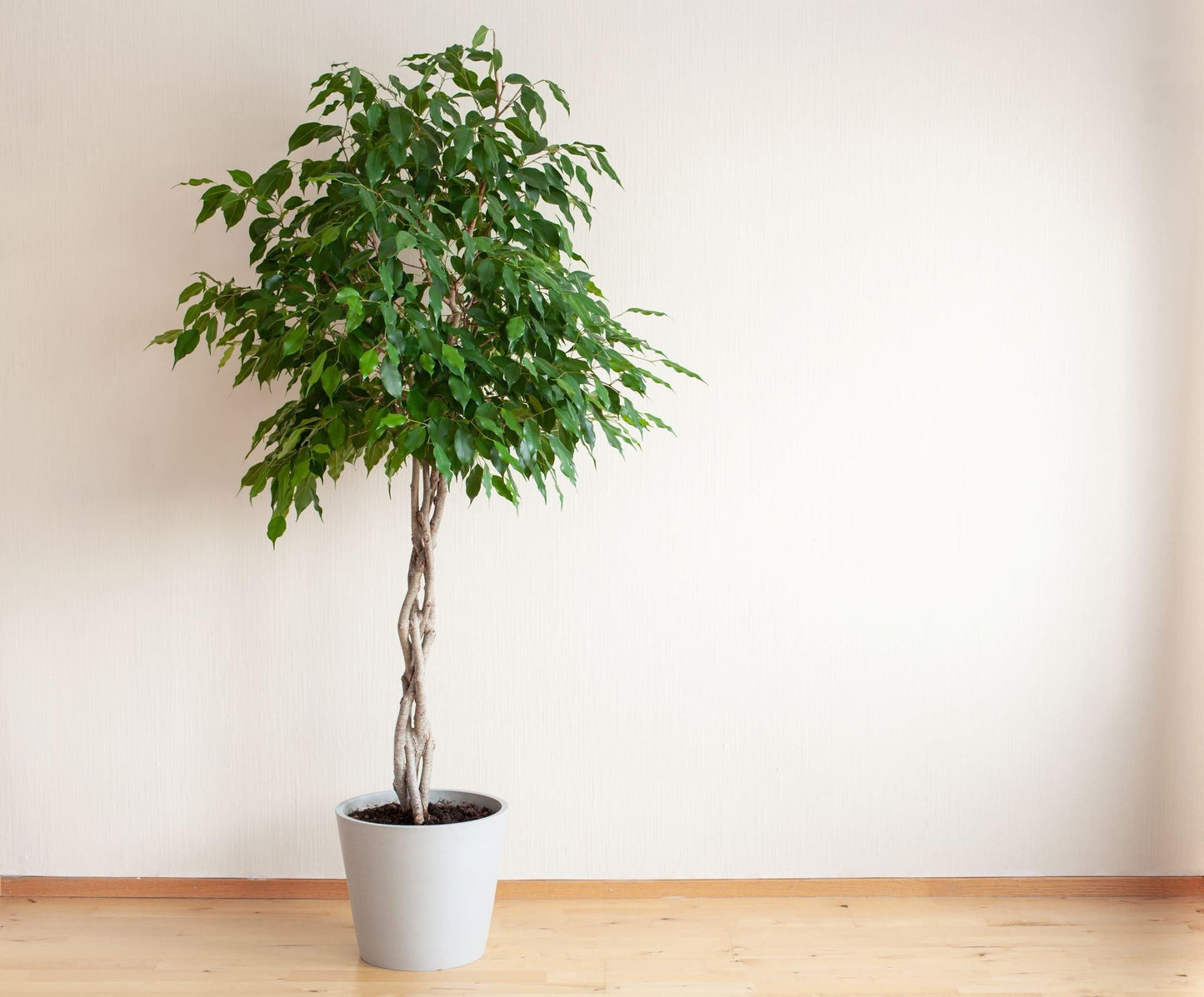 Ficus Benjamina 'danielle', Braid - View 5 from www redcrocus com