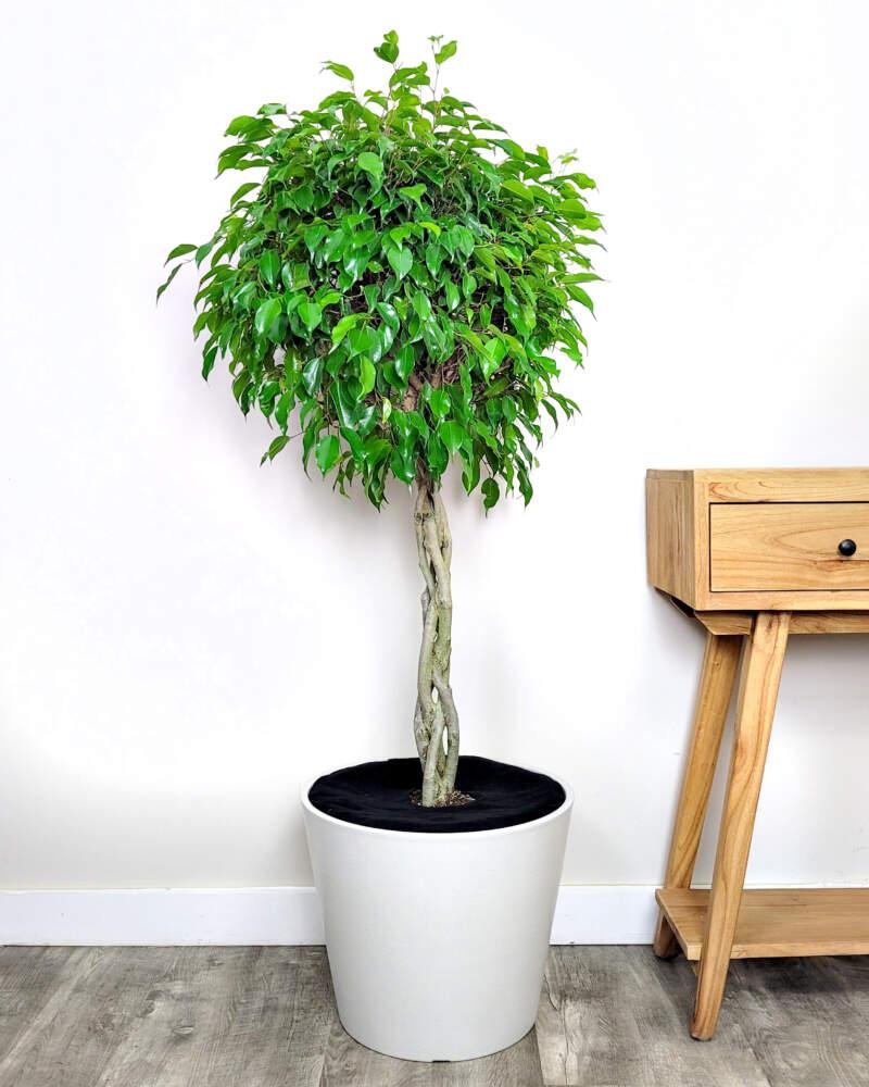 Ficus Benjamina 'danielle', Braid - View 6 from www redcrocus com