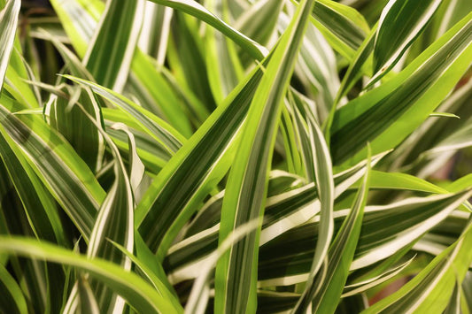 Dracaena Warneckii Bush - View 1 from www redcrocus com