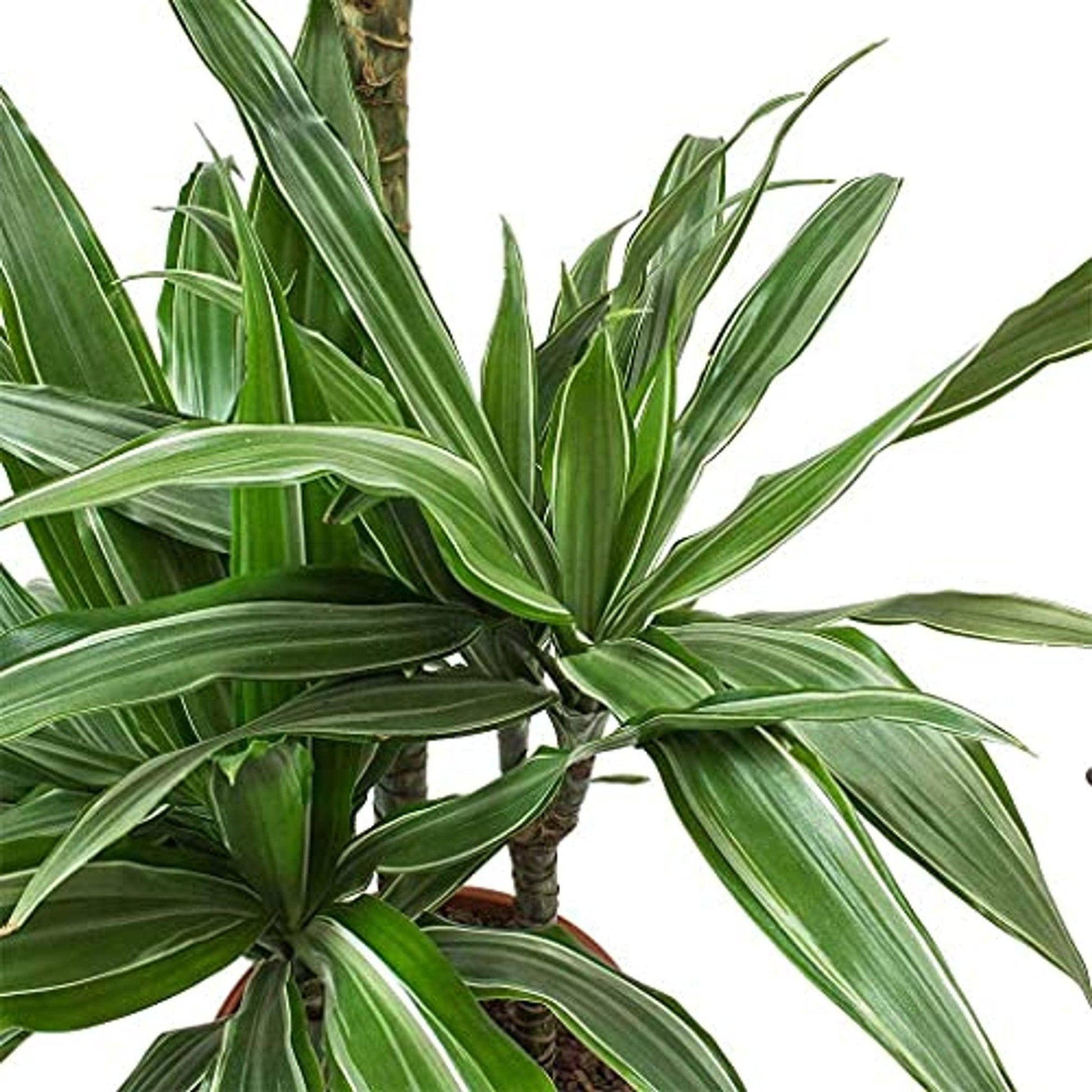 Dracaena Warneckii Bush - View 5 from www redcrocus com