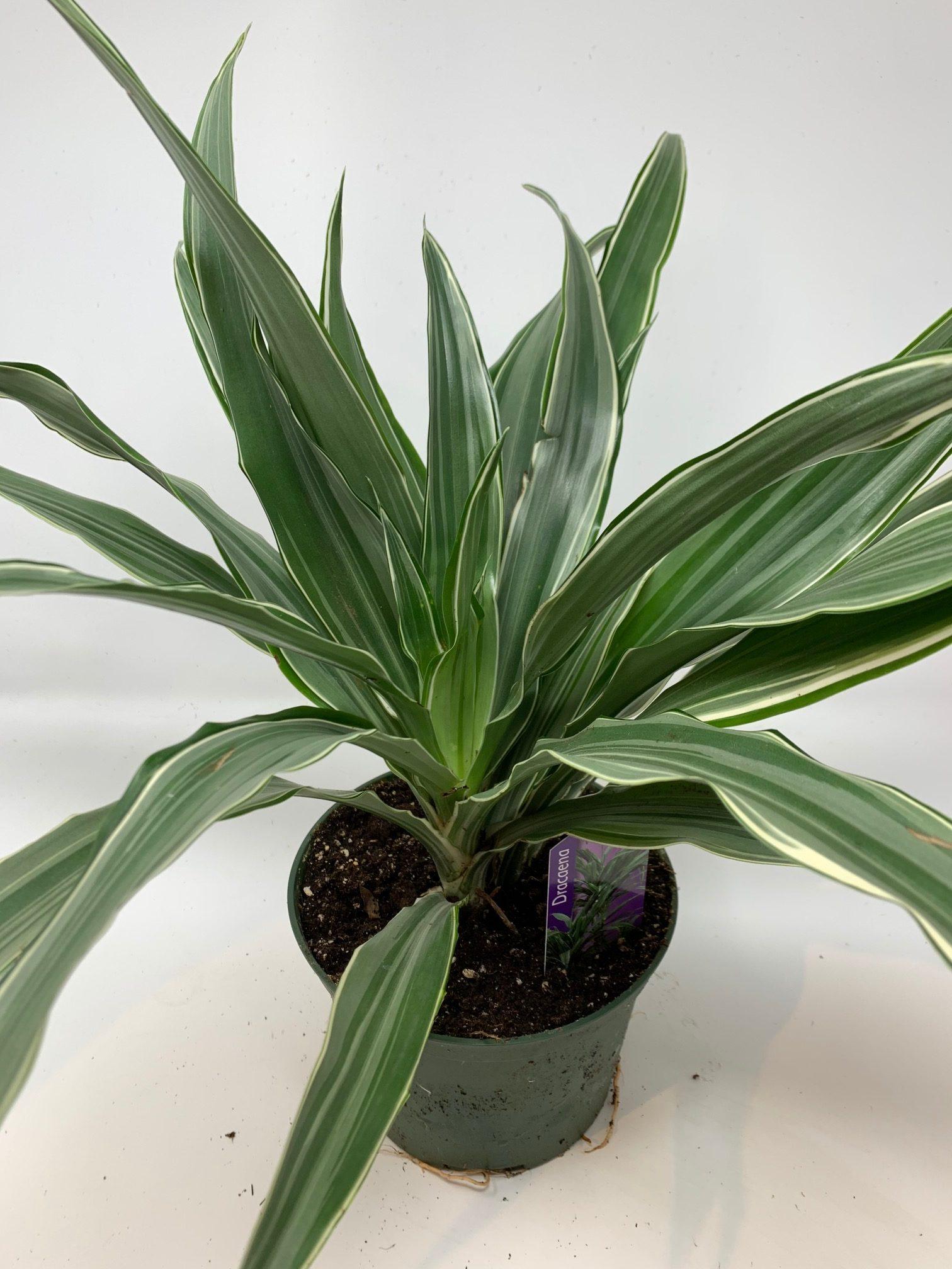 Dracaena Warneckii Bush - View 8 from www redcrocus com