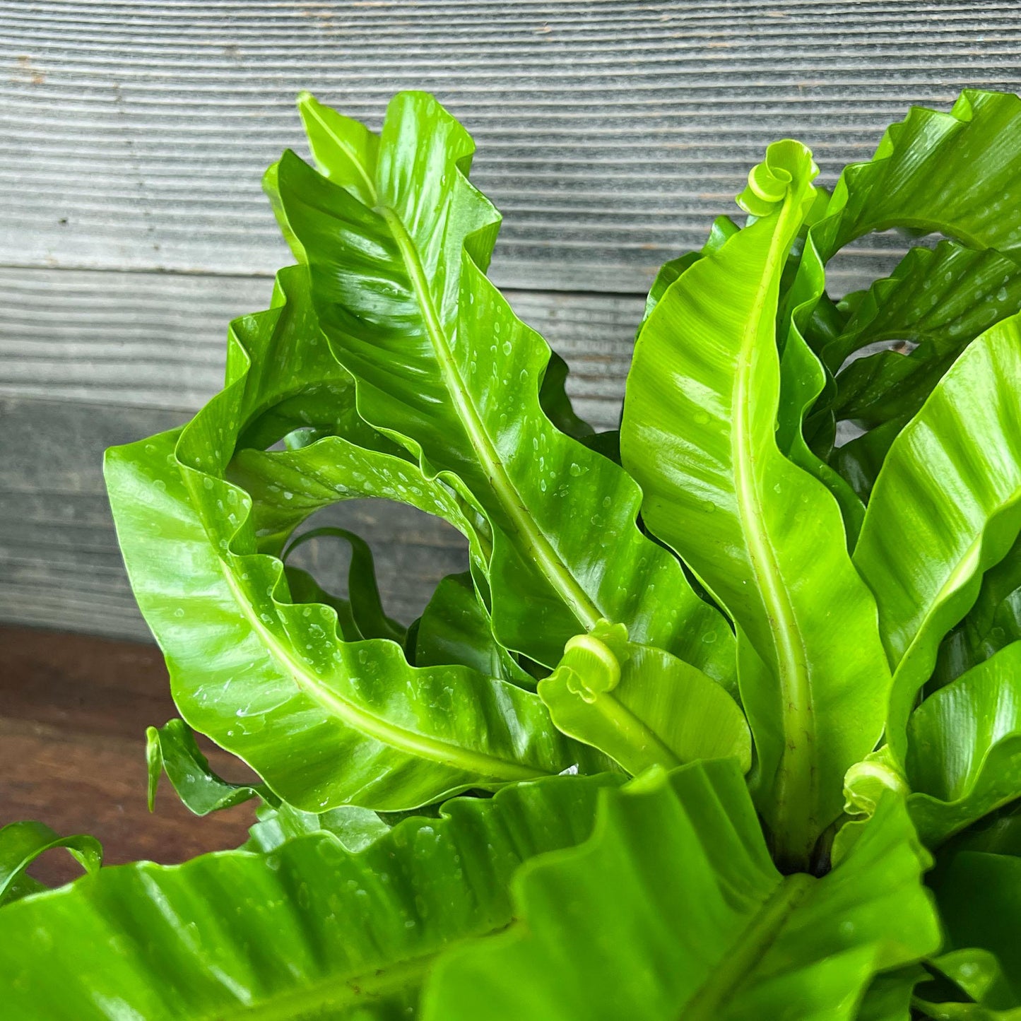 Fern Asplenium Assorted - View 11 from www redcrocus com