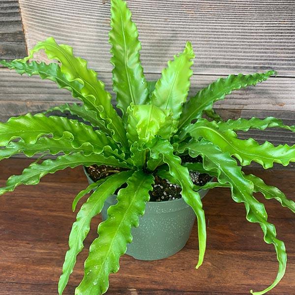Fern Asplenium Assorted - View 14 from www redcrocus com