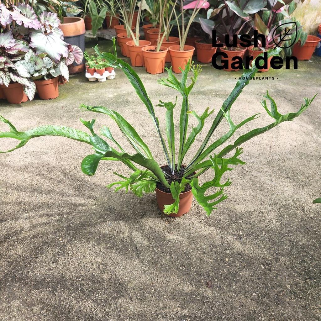 Fern Asplenium Assorted - View 15 from www redcrocus com