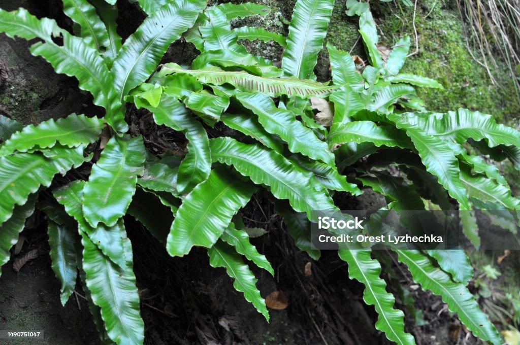 Fern Asplenium Assorted - View 16 from www redcrocus com