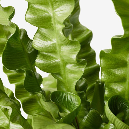 Fern Asplenium Assorted - View 1 from www redcrocus com