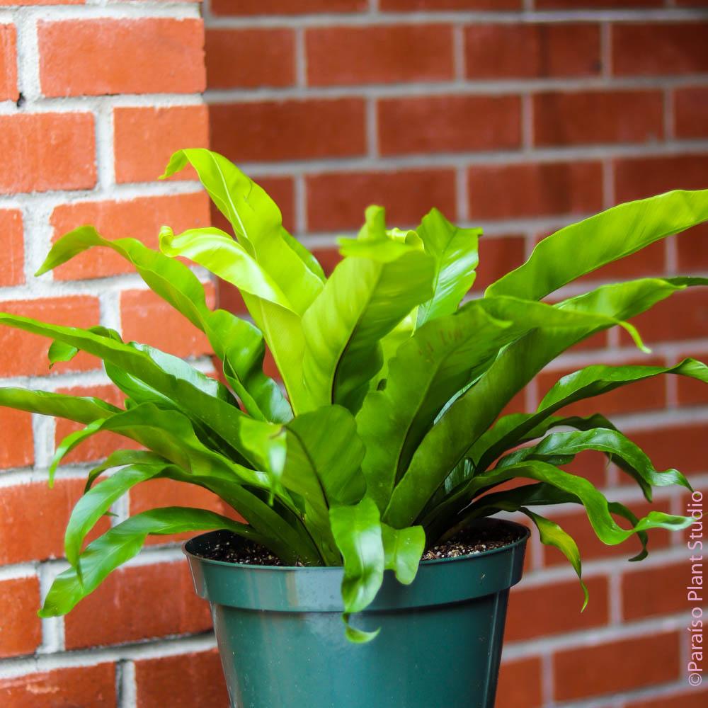 Fern Asplenium Assorted - View 2 from www redcrocus com