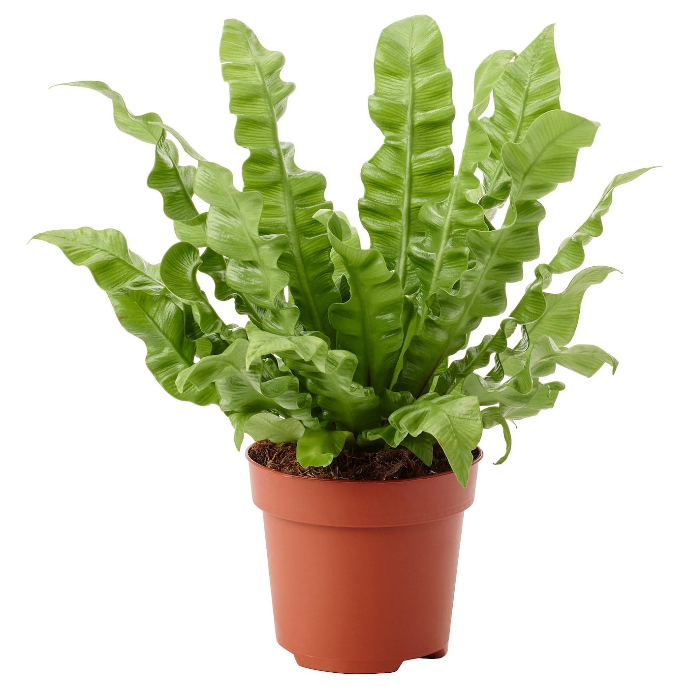 Fern Asplenium Assorted - View 3 from www redcrocus com