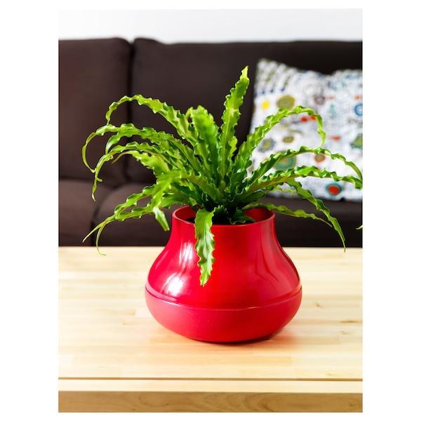 Fern Asplenium Assorted - View 4 from www redcrocus com