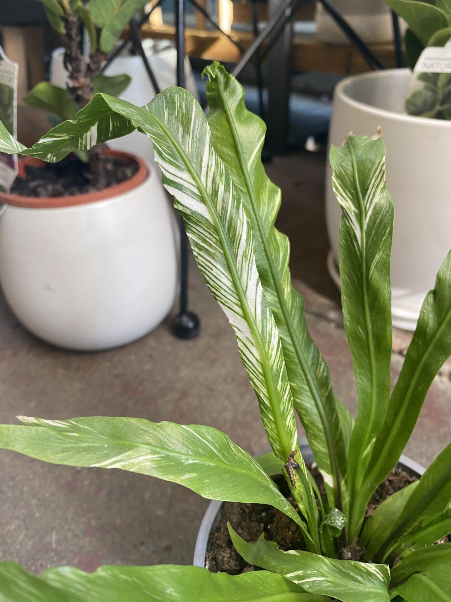 Fern Asplenium Assorted - View 5 from www redcrocus com