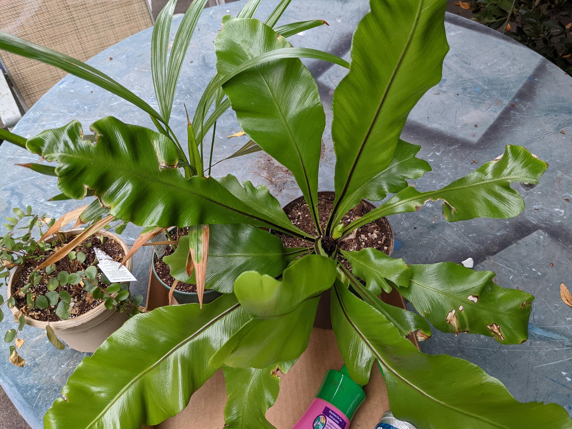 Fern Asplenium Assorted - View 6 from www redcrocus com