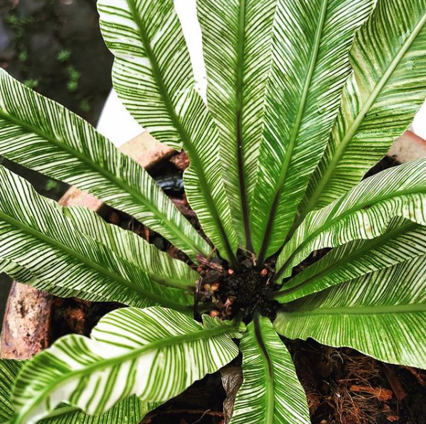 Fern Asplenium Assorted - View 7 from www redcrocus com