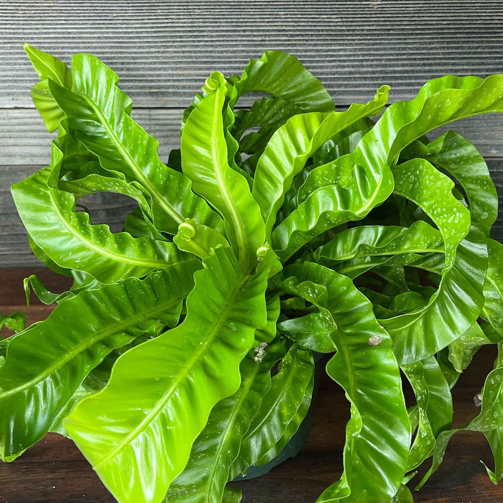 Fern Asplenium Assorted - View 7 from www redcrocus com
