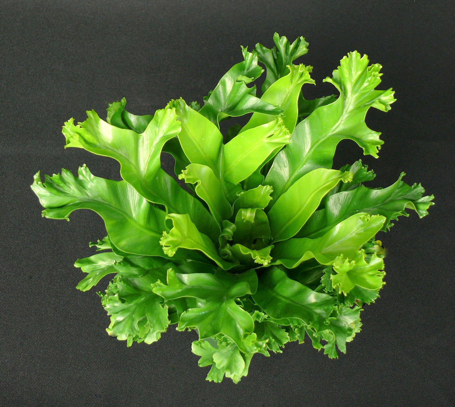 Fern Asplenium Assorted - View 8 from www redcrocus com