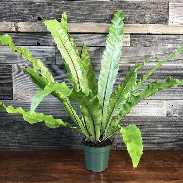 Fern Asplenium Assorted - View 9 from www redcrocus com