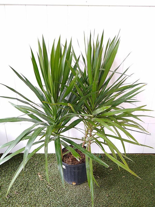 Dracaena Marginata Tarzan Bush - View 10 from www redcrocus com