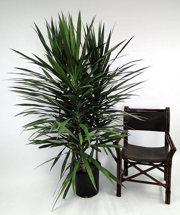 Dracaena Marginata Tarzan Bush - View 16 from www redcrocus com