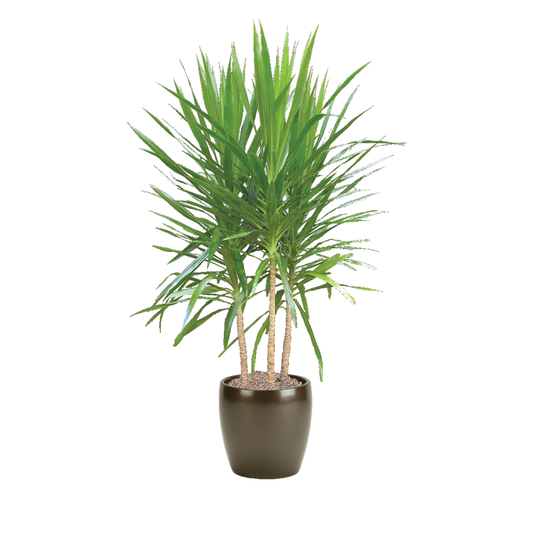 Dracaena Marginata Tarzan Bush - View 1 from www redcrocus com