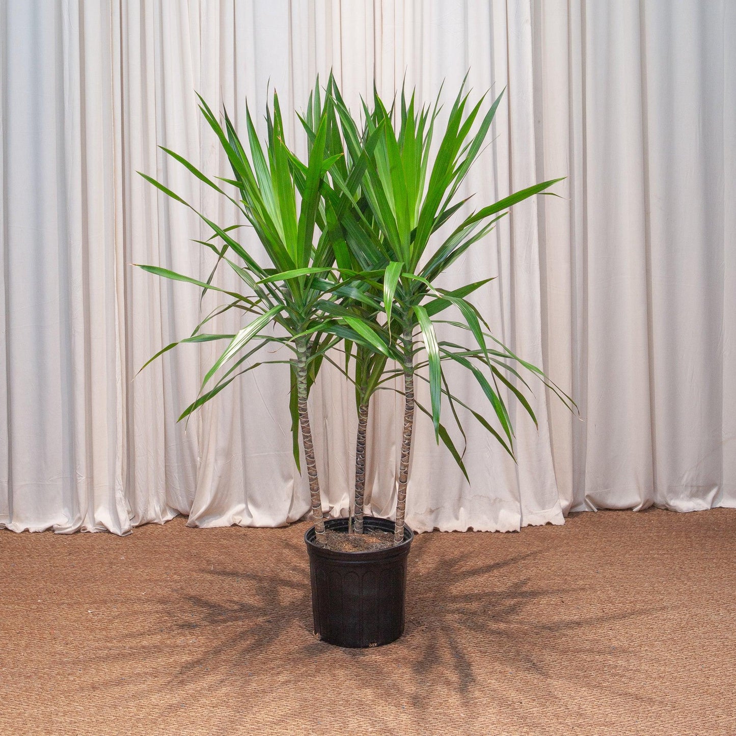 Dracaena Marginata Tarzan Bush - View 8 from www redcrocus com