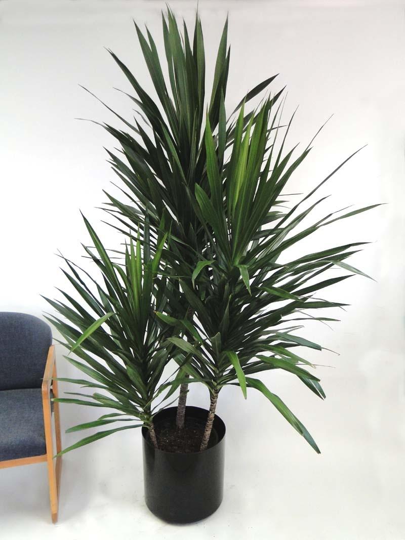 Dracaena Marginata 'tarzan' Bush - View 12 from www redcrocus com