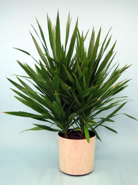 Dracaena Marginata 'tarzan' Bush - View 14 from www redcrocus com
