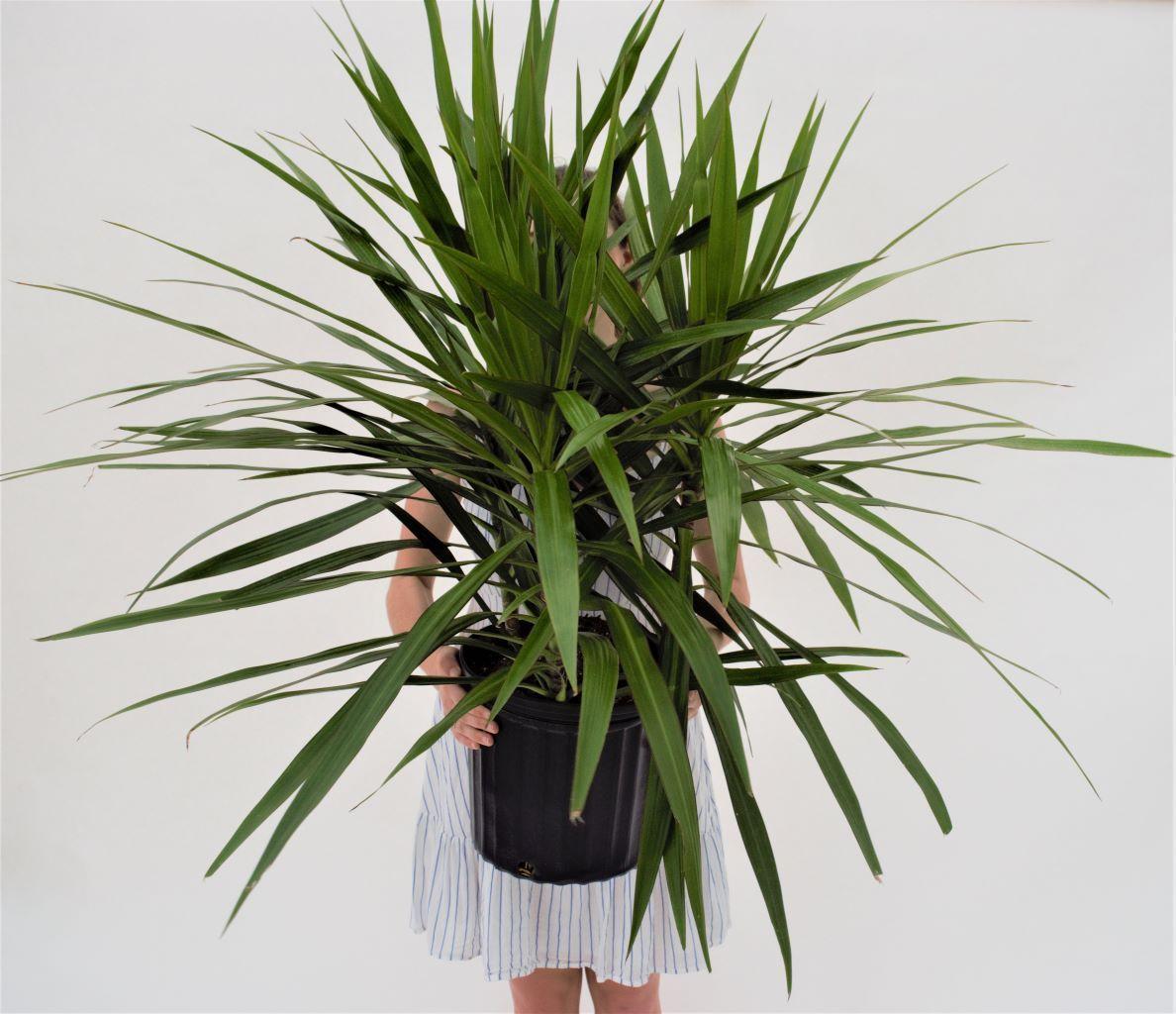 Dracaena Marginata 'tarzan' Bush - View 16 from www redcrocus com