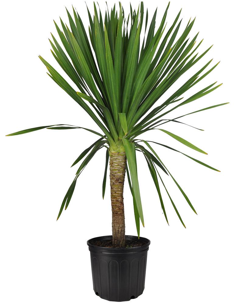 Dracaena Marginata 'tarzan' Bush - View 6 from www redcrocus com