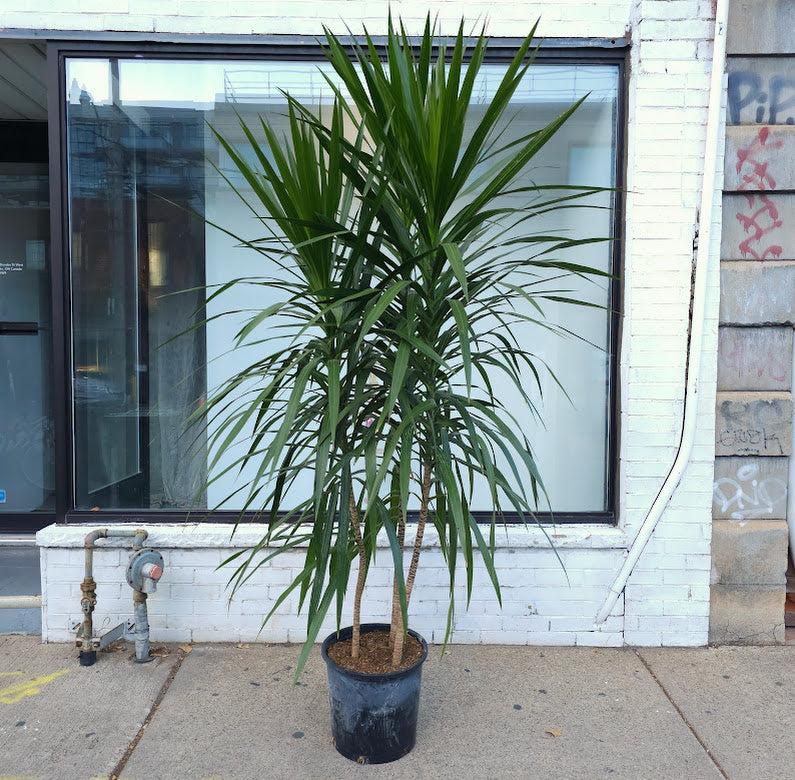 Dracaena Marginata 'tarzan' Bush - View 9 from www redcrocus com