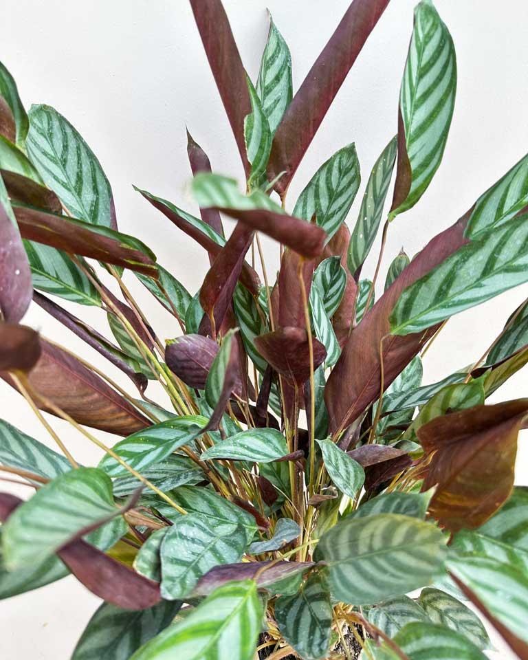 Calathea Setosa - View 12 from www redcrocus com